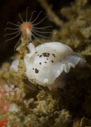 Dendrodoris behrensi and Pinauay marina by Craig Hoover 